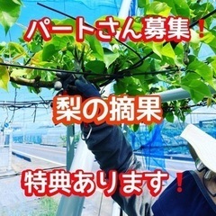 梨の摘果　若干名