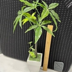 観葉植物　造花　パキア　消臭効果あり