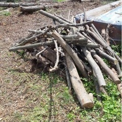 薪  大木を切り倒しました。