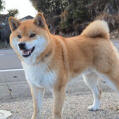 ちょっと大きめな4歳の柴犬です。