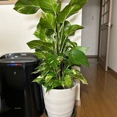 ポトス　観葉植物　引き取り先決まりました。