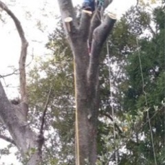 樹木伐採　枝おろし　木の根　抜根　