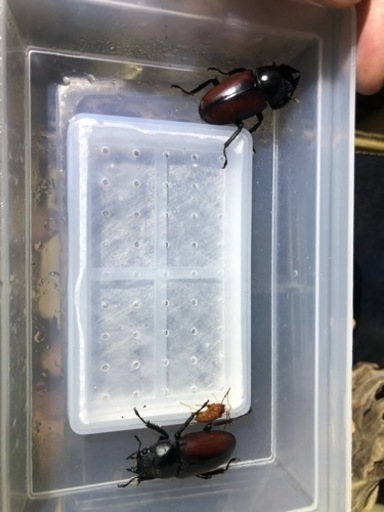 期間限定]ドンキエルコクワガタ オス1メス2トリオ