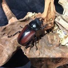 期間限定]ドンキエルコクワガタ オス1メス2トリオ