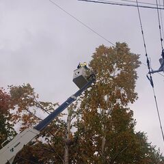 【通常伐採】【特殊伐採】市街地・電線絡みも対応