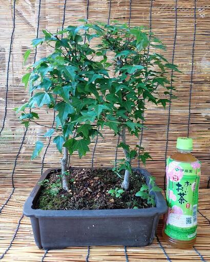 楓　盆栽　植木　低木