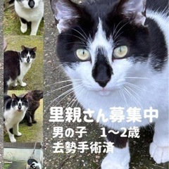 ☆地域猫になりました☆ハチワレくん　1〜2歳　去勢手術済