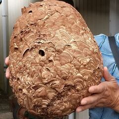 蜂駆除、シロアリ駆除、ゴキブリ駆除等の害虫駆除なら【街の便利屋 ...