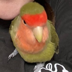 コザクラインコを探しています