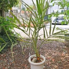 フェニックス・ナツメヤシB鉢植え　ヤシの木　デーツ