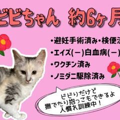 生後6ヶ月位　ビビりもチャームポイントなパステル三毛の美猫のビビ...