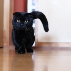 マンチカン×日本猫MIX の真っ黒くん