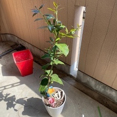 鉢植えを数週間預かって下さい - 高崎市