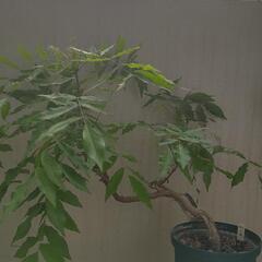 （現在取引中）【植木】藤の木　40cm×50cm