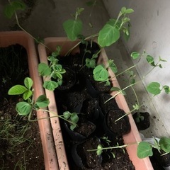 枝豆の苗