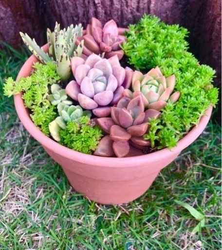 多肉植物寄せ植え⑥･:*+.