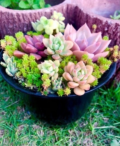 多肉植物寄せ植え④ ･:*+.