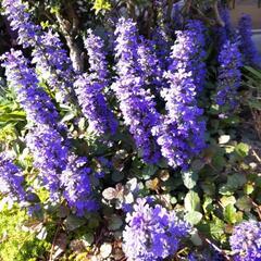 アジュガ苗 十二単 多年草 宿根草 グランドカバー 紫の花