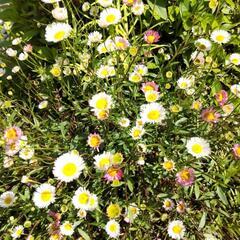 エリゲロン 春の花  白い花 グランドカバー  