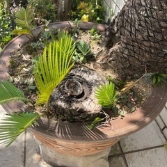 引渡し調整中】ソテツ 蘇鉄（植木鉢付き）