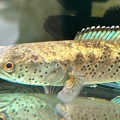 熱帯魚 ブルームーンギャラクシー(チャンナピブリ)