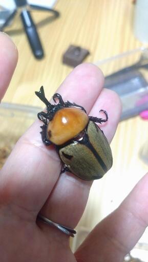 ヨツボシヒナカブト幼虫 4頭セット②