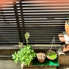 土がついている鉢植え