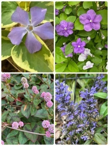 お買い得花苗セット７種＋α