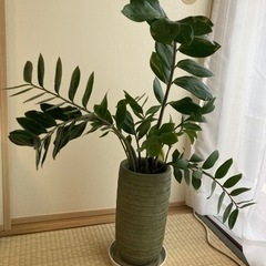 観葉植物