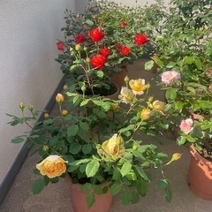 薔薇　鉢植え　10号　お安く譲ります。