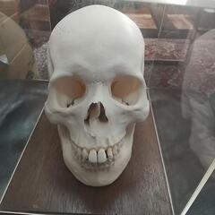 頭蓋骨 標本