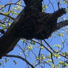 日本ミツバチ2023　5月分蜂群