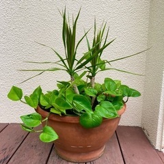 大きなテラコッタ鉢 寄植え3種