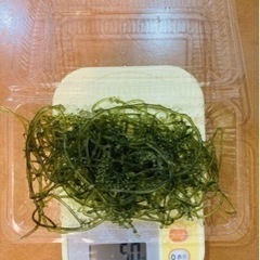 海ぶどう80g