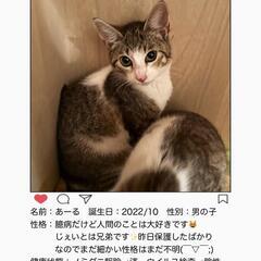 ライカム猫の譲渡会　4.23