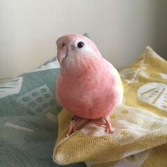 迷いインコ（アキクサインコ）を探しています - 神戸市