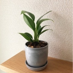 観葉植物　フィロデンドロン・グリーンプリンセス　17cm　おしゃ...