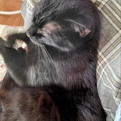 急募！黒猫くま子ちゃん☆保護した野良猫の仔猫ですが5歳です♪