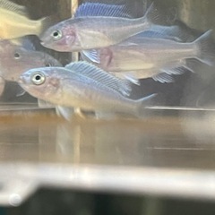 無料！熱帯魚アフリカンシクリッド稚魚5匹（コバルトブルーシクリッ...