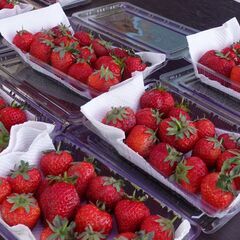 完熟いちご🍓スナップエンドウ販売＆第26回ハンドメイド市最終日