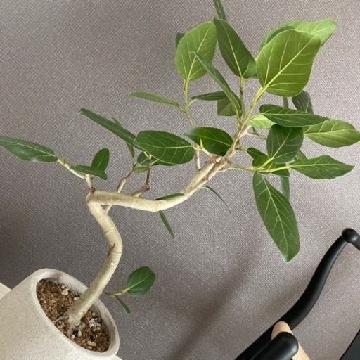 観葉植物 フィカスベンガレンシス