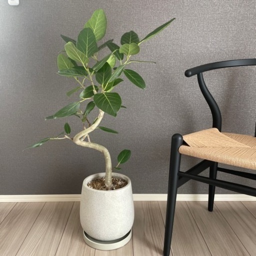 観葉植物 フィカスベンガレンシス