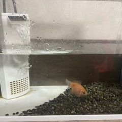 【ネット決済】金魚（ピンポンパール）　水槽付き