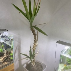 観葉植物　ドラセナ