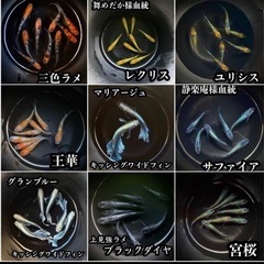 メダカ卵　色々ミックス　めだか　金魚