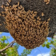 日本蜜蜂　分蜂群① 巣箱2段込み　先着順