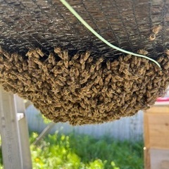 日本蜜蜂　分蜂群②　ネットに入れてお渡