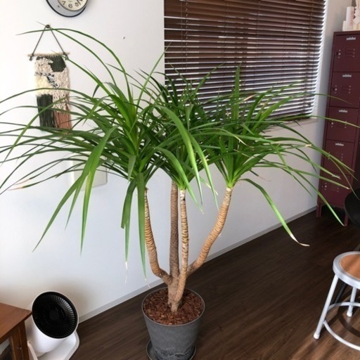 ドラセナカンボジアーナ 観葉植物