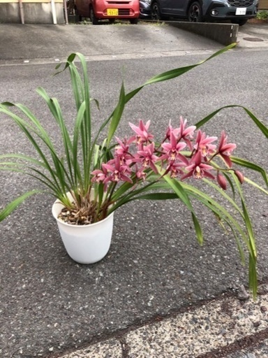 シンピジウム
