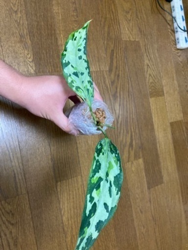 アグラオネマ　ANG ホワイトブラン
